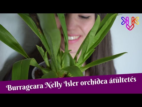 , title : 'Burrageara Nelly Isler orchidea átültetés | Mibe ültessük a Nelly Isler orchideát?'