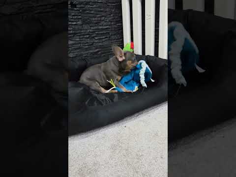 Video 1