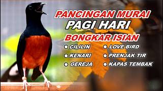 Download lagu 🔴 LIVE 21 - PANCINGAN MURAI BATU PAGI HARI, NAIKKAN EMOSI MURAI BATU MALAS BUNYI AGAR CEPAT GACOR mp3