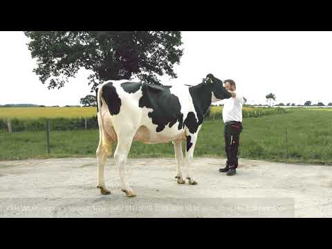 HaS Kontex (Kerrigan x Commander) Nachzucht 2021