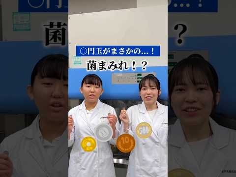 臨床薬学科 お金って汚いの？細菌培養でガチ検証してみた！#medstudent  #medicalstudent #臨床検査技師#医療系学生 #検証 #医療 #理系#大学生 #medicalschool #研究