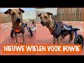 Bowie krijgt een snelle, nieuwe rolstoel | DierenpraatTV