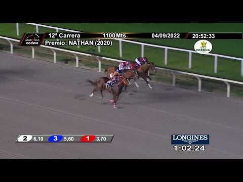 220904 c12 GOLDEN CAT