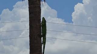 Leaping Lizard 
