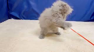 ミヌエットの動画01