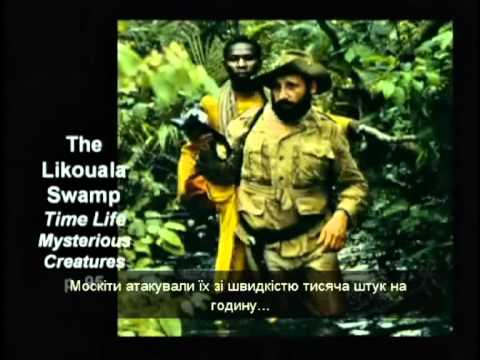 Удар черного тигра (Последствия)  2012,Mirami - Sexualna ft. .wmv