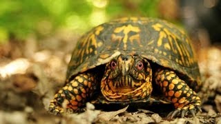 Is It Legal to Own a Pet Turtle? | Pet Turtles