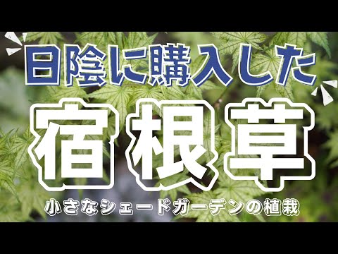 日陰でも育つ芳香植物 2024