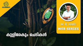 ചൂടേകും ഗ്രാനൈറ്റും കുളിരേകും ചെടികളും