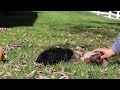 Cavapoo dogs for sale: Aurora - Video 1