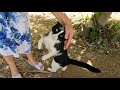 Tuxie The Cat Was Very Hungry And Was Very Happy When She Saw Me In The Forest