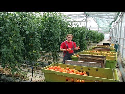 , title : 'Curso Cultivo de Tomate em Estufa - Transplante, Condução e Plantio - Cursos CPT'