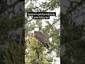 Video Thumbnail for Osprey - Anglin Lake