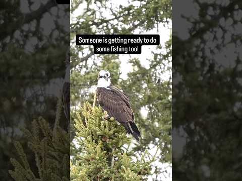 Osprey - Anglin Lake
