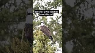 Osprey - Anglin Lake