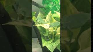 Veiled Chameleon Reptiles Videos