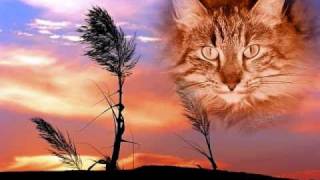 Velvet-Tender, Sweet Cat Angel in Heaven (For TVSHA)