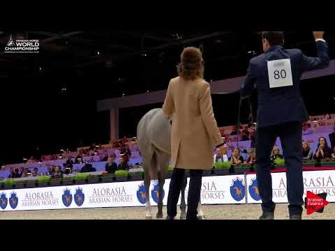 N.80 HL EL GANADOR - Paris 2017 - Yearling Colts (Class CM4B)