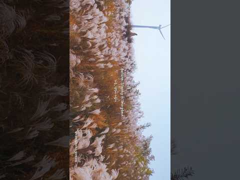 무조건 가야하는 영덕 가을 여행지 #여행 #travel