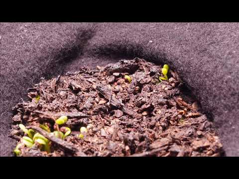 Micro Clover Time Lapse - 2020-10-29