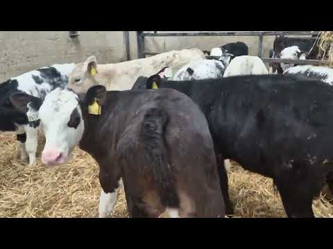 10 Colour bulls ready for grass - Image 2