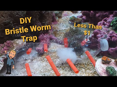 Cheap DIY Bristle Worm Trap for a Saltwater Reef Tank- That Actually Works