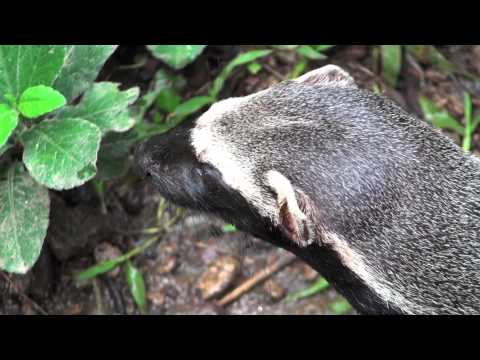 The Greater Grison-A Bad Ass Hunting Weasle