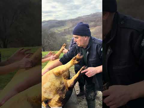 Astăzi, pe lângă colindă, pe nea Leon l-am ajutat și cu ultimii doi porci #romania