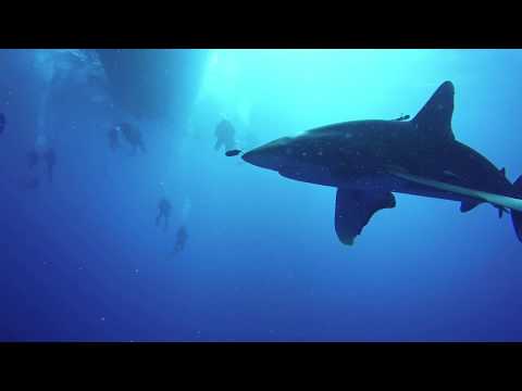 Rotes Meer - Falsches Verhalten - Longimanus