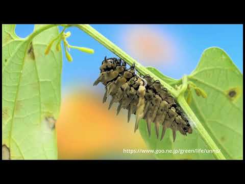 ヘレナキシタアゲハの蛹化