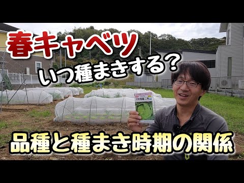 キャベツはいつ植えるのですか？どの品種をどの時期に植えるべきですか?  庭園
