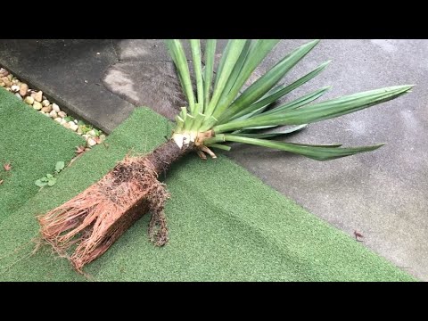 ユッカを屋外に植える方法