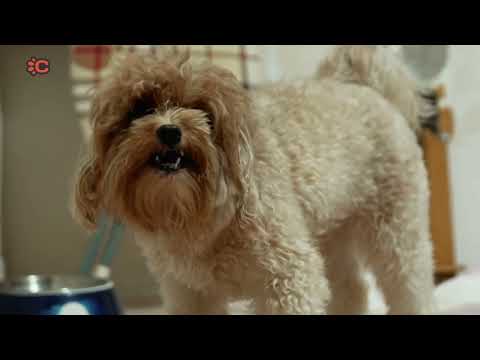 Procan Dog Food : Best Nutrition for Your Furry Friend!