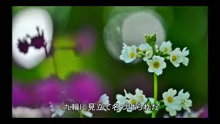 クリンソウに逢う：奥日光菖蒲ヶ浜～千手ヶ浜