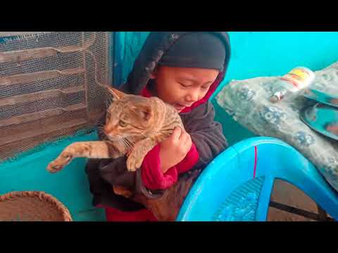 3.5 years Baby hunter learning to haunt big cat 🐈 in Shikhar village Bangnaskali Palpa Nepal