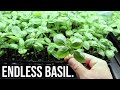 How to Grow Unlimited Basil from Seed Indoors!