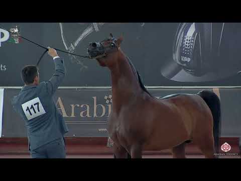 N 117 JAMAAL DI MAR   Italian Nationals 2020   San Giovanni In Marignano   Stallions 10+ Years Old C