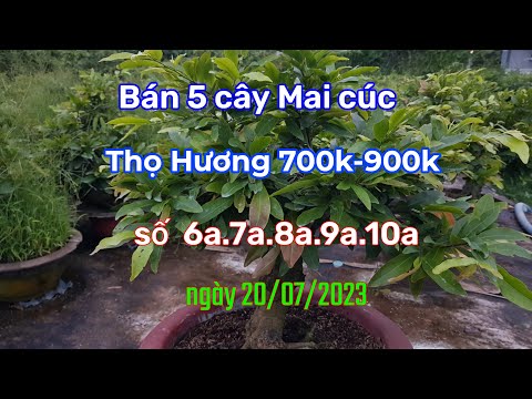(Đã Bán cây 9a)5 cây cúc thọ hương gốc bứng giá từ 700k-900k ngày 20/07/2023