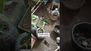 Download lagu hemat budget begini caranya breeding murai batu prestasi untung #bisnisrumahan #bisnispemula #murai mp3
