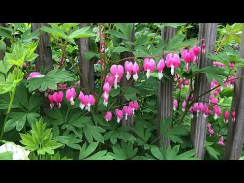 Bleeding Hearts Plant Profile