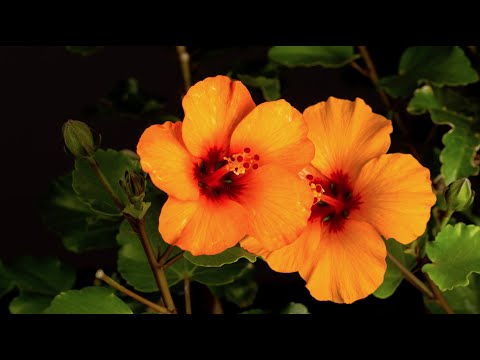 Hiram 🌸 Blossom Song | Official Music Video