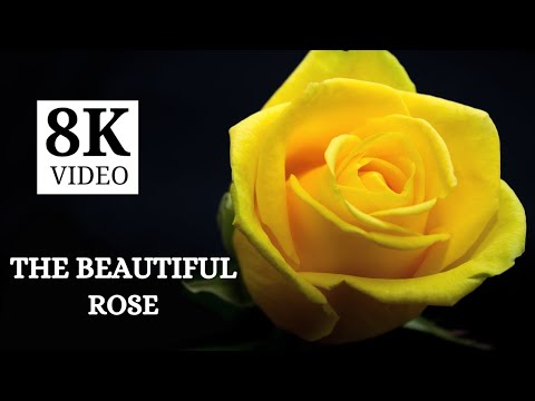 The Most Beautiful Flowers in the World | 8K Video HDR 60FPS DEMO