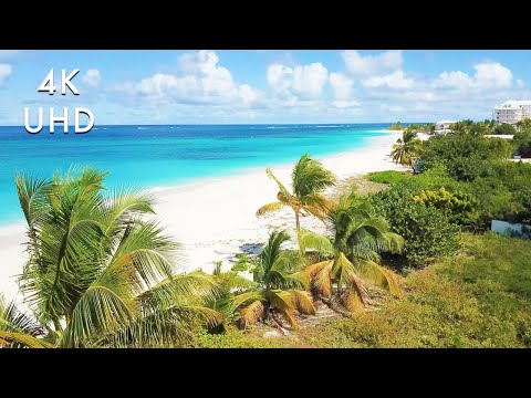 Peace, Calm, Palms 😌💗🏝 4K Tropical Drone View & Beach Sounds