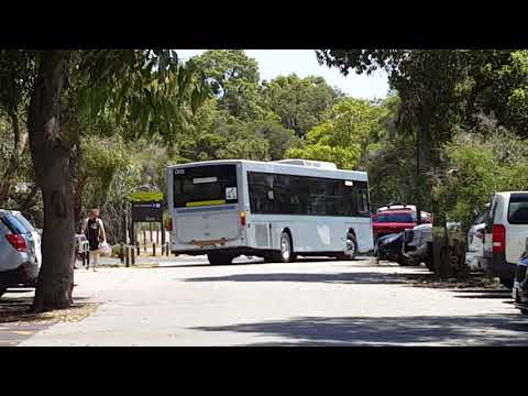 Ex-Transperth TP1302 Departs Whiteman Village