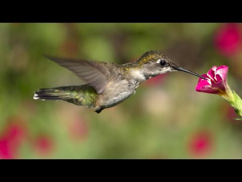 Lens of Time: How Hummingbirds Hover | bioGraphic