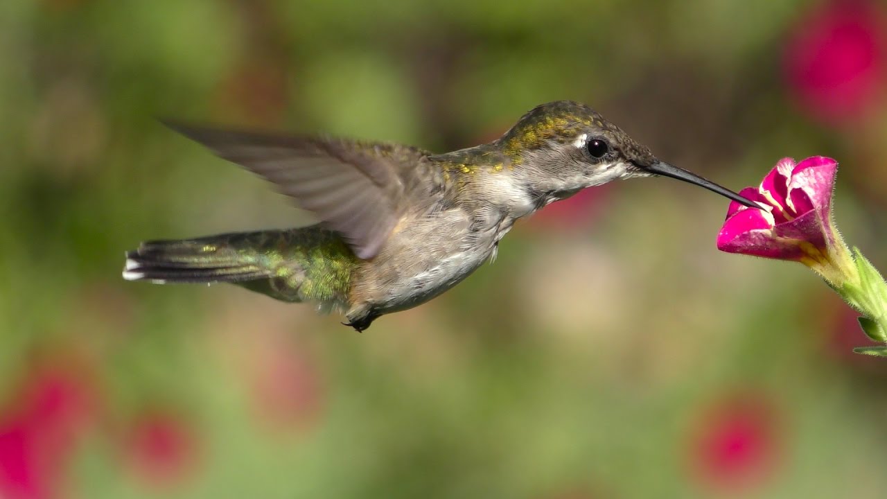 Lens of Time: How Hummingbirds Hover | bioGraphic