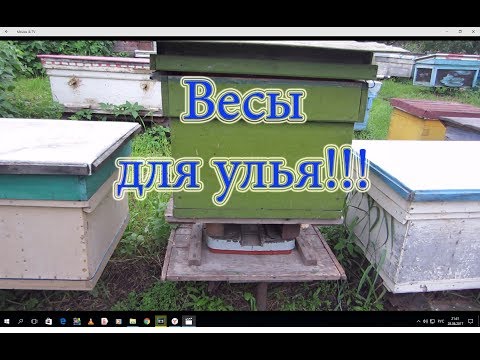 Бюджетные весы на пасеке для контрольного взвешивания улья