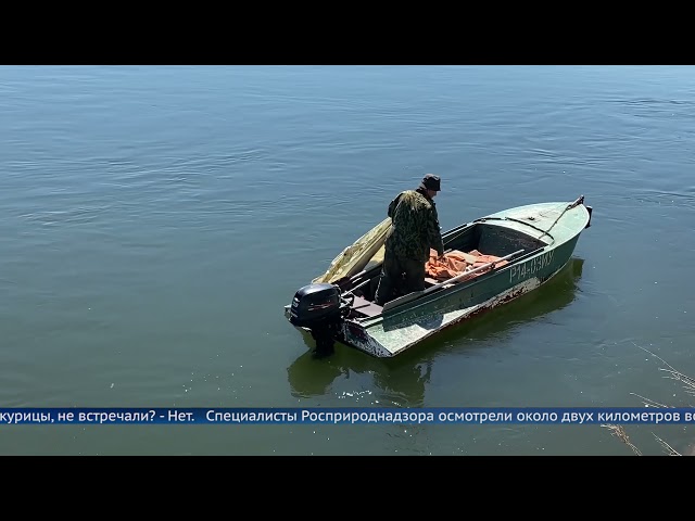 В Ангаре плавают куриные потроха