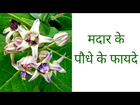 download lagu mp3 mp4 Madar Tree In Hindi, download lagu Madar Tree In Hindi gratis, unduh video klip Madar Tree In Hindi