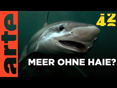 Vorschaubild Video